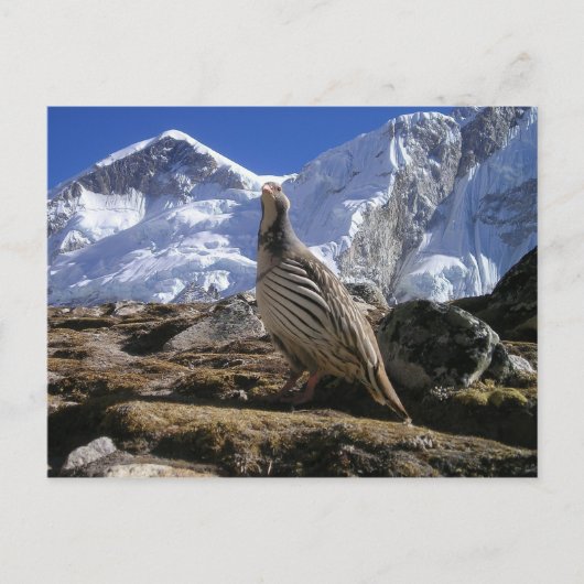 Partridge in Himalayas Postkarte (Vorderseite)