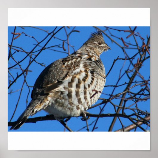 Partridge Poster (Vorne)