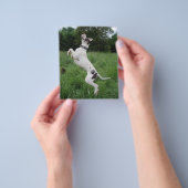 Party Dogge Flyer (Gruppe)