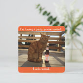 Party Einladung, die eine orange Katze Einladung (Stehend Vorderseite)