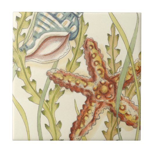 Party für mehrfarbige Muschel Fliese (Vorderseite)