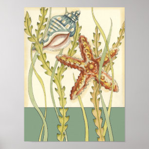 Party für mehrfarbige Muschel Poster