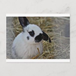 Party Geschenke Postkarte