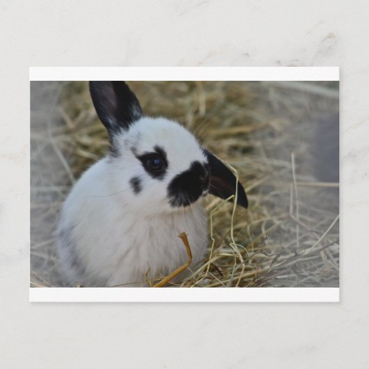 Party Geschenke Postkarte (Vorderseite)