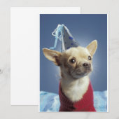 Party Hund Einladung (Vorne/Hinten)