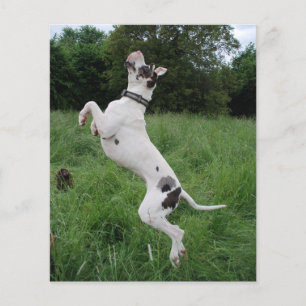 Party-Hund Flyer