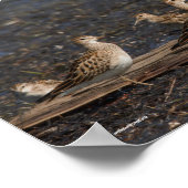 Party von Baird & Pectoral Sandpipers am Strand Poster (Ecke)