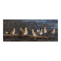 Party von Baird & Pectoral Sandpipers am Strand