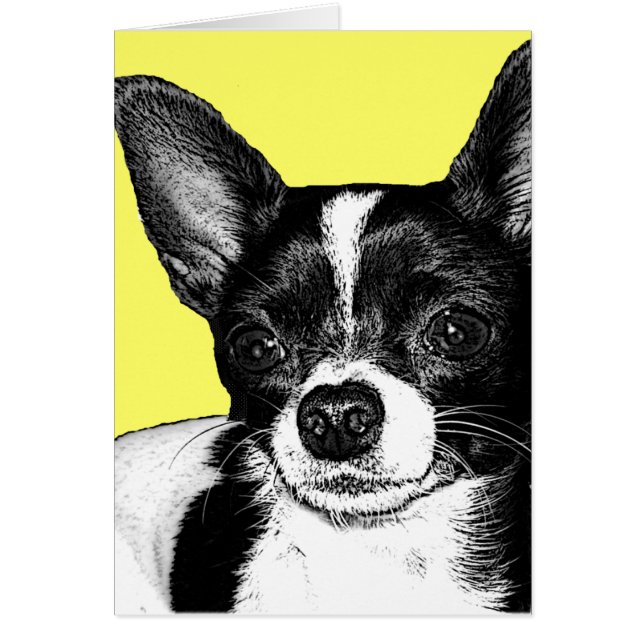 PartyChihuahua (Vorne)