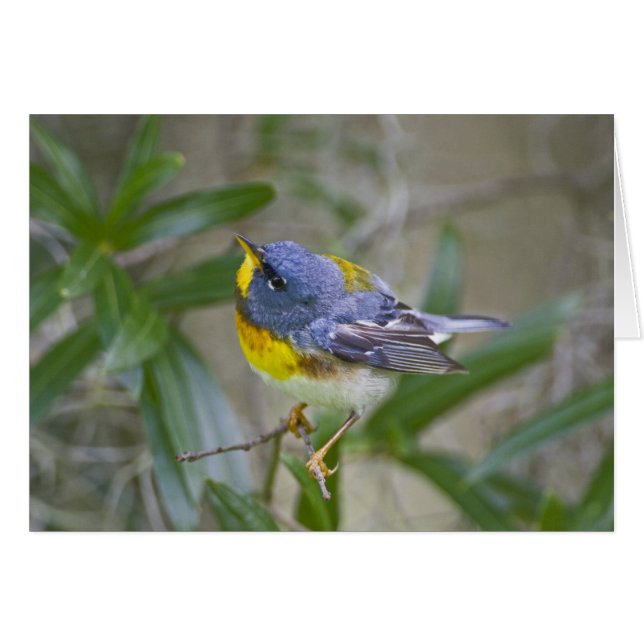Parula americana (Nord) (Vorderseite (Horizontal))