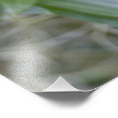 Parula americana (Nord) Fotodruck (Ecke)