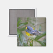 Parula americana (Nord) Magnet (Vorderseite/Rückseite)