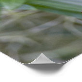 Parula americana (Nord) Poster (Ecke)