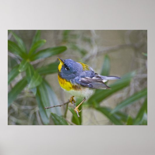 Parula americana (Nord) Poster (Vorne)