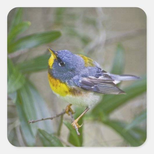 Parula americana (Nord) Quadratischer Aufkleber (Vorderseite)