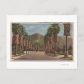Pasadena, CA - Residental Street Scene & Palms Postkarte (Vorderseite)