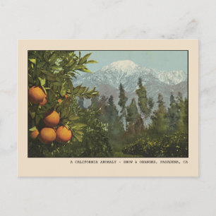 Pasadena Postcard Schnee und Orange Groves Postkarte