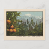 Pasadena Postcard Schnee und Orange Groves Postkarte (Vorderseite)