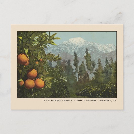 Pasadena Postcard Schnee und Orange Groves Postkarte (Vorderseite)