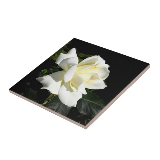 Pascali Fliese (Seite)