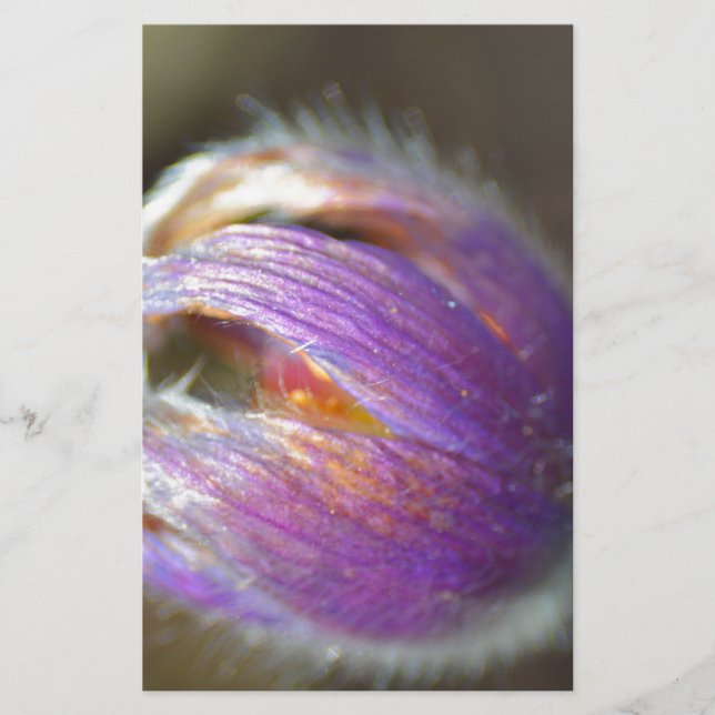 Pasque Blume Bud (Vorderseite)