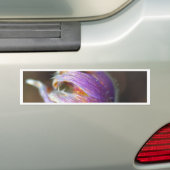 Pasque Blume Bud Autoaufkleber (Auf Auto)