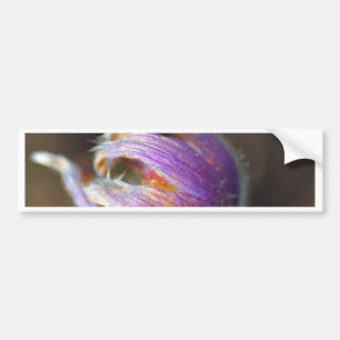 Pasque Blume Bud Autoaufkleber