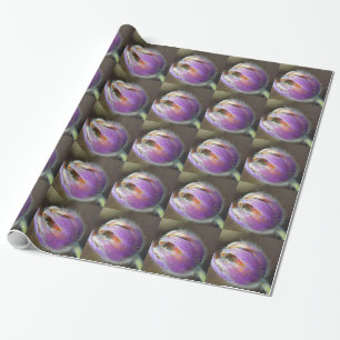 Pasque Blume Bud Geschenkpapier