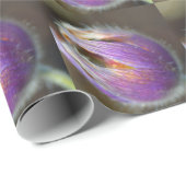 Pasque Blume Bud Geschenkpapier (Rolleneckpunkt)