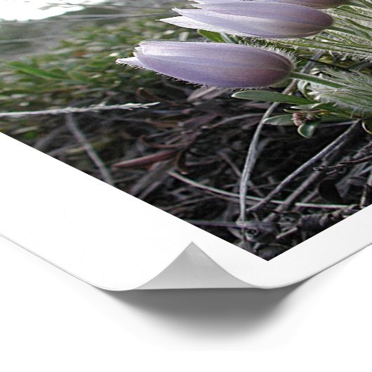 Pasque-Blume Poster (Ecke)