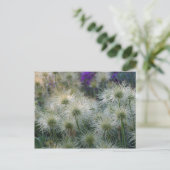 Pasque Blume Seed Heads Postkarte (Stehend Vorderseite)