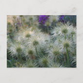 Pasque Blume Seed Heads Postkarte (Vorderseite)