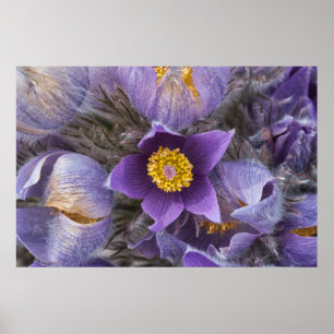 Pasqueflower Plakat