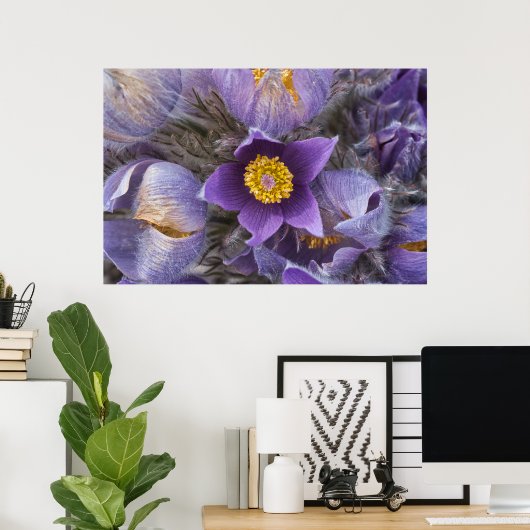 Pasqueflower Poster (Heimbüro)