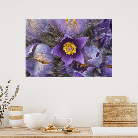 Pasqueflower Poster (Küche)
