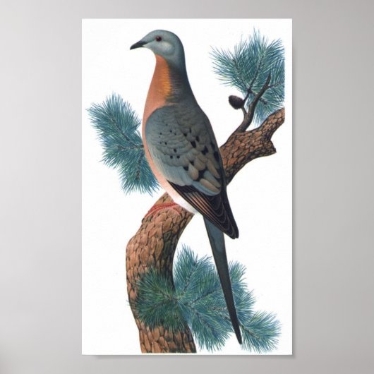 Passagiertaube - Ektopistenmiatorien P/folio Poster (Vorne)