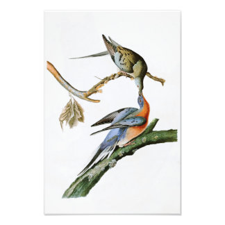 Passagiertaube John Audubon Birds of America Fotodruck