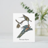 Passagiertaube, John Audubon Postkarte (Stehend Vorderseite)