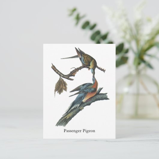 Passagiertaube, John Audubon Postkarte (Stehend Vorderseite)