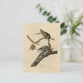 Passagiertaube Postkarte (Stehend Vorderseite)