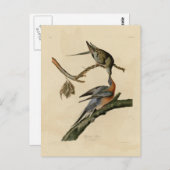 Passagiertaube Postkarte (Vorne/Hinten)