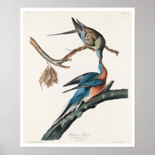 Passagiertaube von Audubon Poster