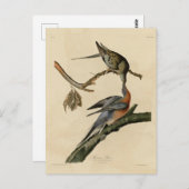 Passagiertaube von Audubons Vögeln Amerikas Postkarte (Vorne/Hinten)