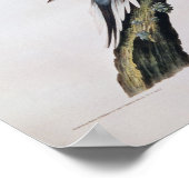 Passagiertaube von "Vögeln Amerikas" Poster (Ecke)