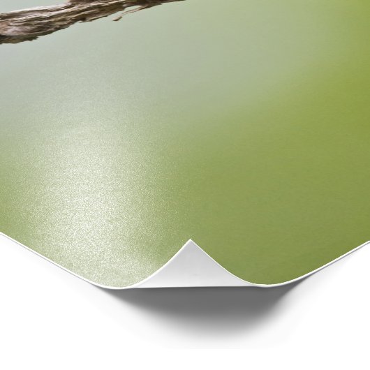 Passerina ciris), männlich gesungen fotodruck (Ecke)