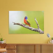 Passerina ciris), männlich gesungen leinwanddruck (Insitu (Wohnzimmer))