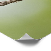 Passerina ciris), männlich gesungen poster (Ecke)