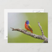 Passerina ciris), männlich gesungen postkarte (Vorne/Hinten)