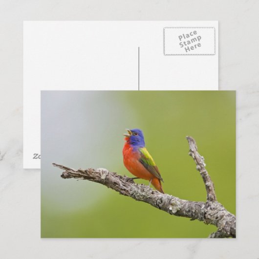 Passerina ciris), männlich gesungen postkarte (Vorne/Hinten)