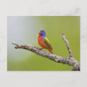 Passerina ciris), männlich gesungen postkarte (Vorderseite)